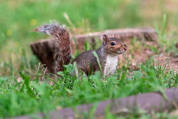 Exemplary of Sciurus Carolinensis, the gray squirrel native of North America that populates some Italian parks in the Region of Lombardy, Piedmont and Liguria