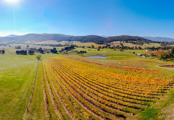 Fototapeta na wymiar Yarra Valley Vineyard and Landscape in Australia