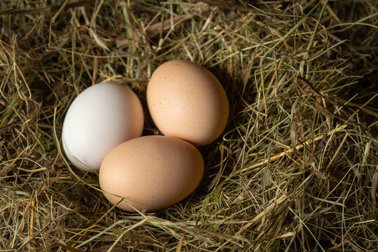 Close-up of three fresh chicken eggs in a straw nest, top view. One white and two brown eggs in a chicken nest
