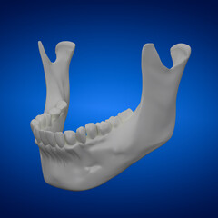 3d rendered illustration - jaw bone