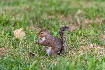 Naklejka na ściany i meble Exemplary of Sciurus Carolinensis, the gray squirrel native of North America that populates some Italian parks in the Region of Lombardy, Piedmont and Liguria