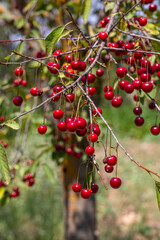 Organic fresh cherry tree, cherry on the branch