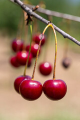Organic fresh cherry tree, cherry on the branch