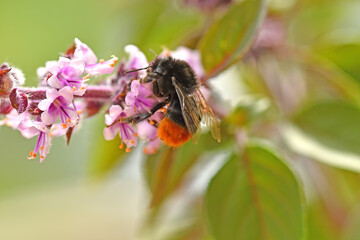 Fototapeta na wymiar red-tailed bumblebee on oregano flower