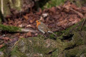 robin