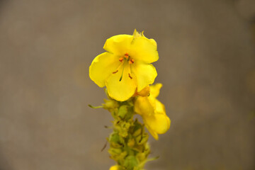 great mullein, medicinal plant with flower