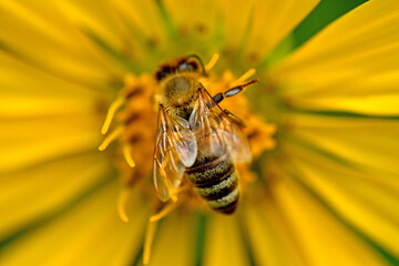 bee on a compass flower