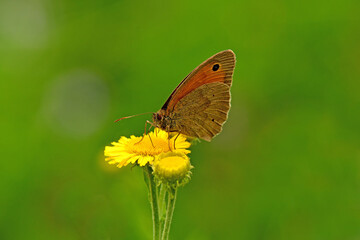 Meadow brown, butterfly on a yellow flower