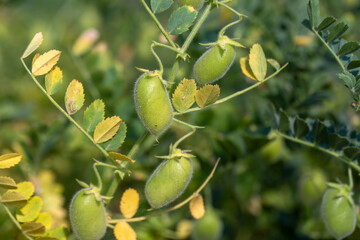 Green pod chickpea. Green chickpeas in pod. Chickpea plant detail growing on the field. Green pod chickpea (yesil nohut) is a popular snack in Turkey.