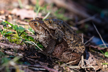 frog on the grass