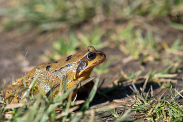 frog in the grass