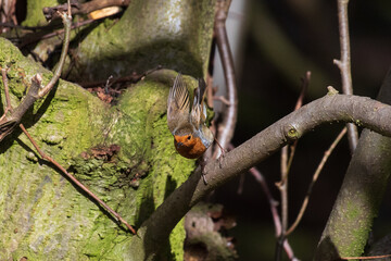 bird on a branch