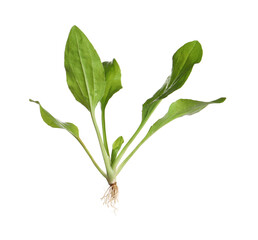 Green broadleaf plantain plant isolated on white
