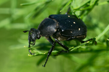  Macro. A black hermit beetle on the grass