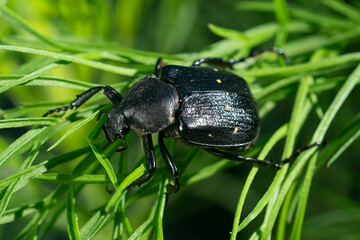 A black hermit beetle on the grass