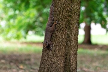 Exemplary of Sciurus Carolinensis, the gray squirrel native of North America that populates some Italian parks in the Region of Lombardy, Piedmont and Liguria