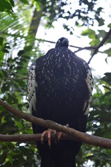 bird on a tree