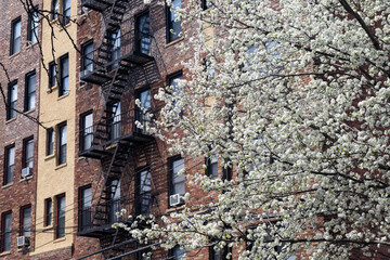 White Flowering Tree during Spring in front of an Old Brick Apartment Building in Astoria Queens New York