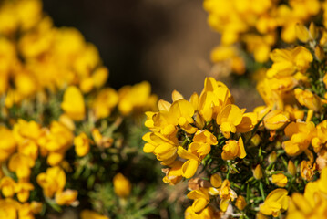 yellow flowers in spring gorse