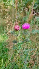 flower in the garden