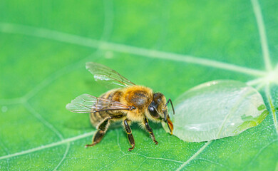 honey bee, Apis mellifera drinking water from a dewy leaf