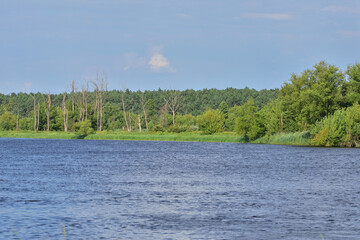 Dead trees on the other side of the river. Summer. Day.