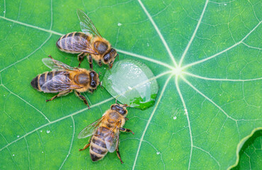 honey bee, Apis mellifera drinking water from a dewy leaf