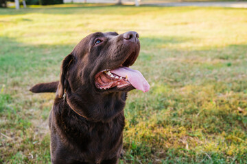 Portrait of a Labrador dog. The wool is chocolate-colored. A pet on a walk.