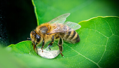 honey bee, Apis mellifera drinking water from a dewy leaf