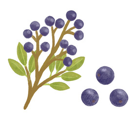 色鉛筆手描き　秋の木の実　シャリンバイの実のイラスト　ブルーベリー