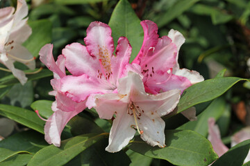 Pink hybrid Rhododendron flowers