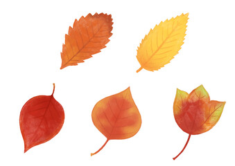 色鉛筆手描き　秋　紅葉　葉っぱ、落ち葉のイラスト