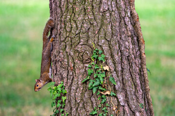 Exemplary of Sciurus Carolinensis, the gray squirrel native of North America that populates some Italian parks in the Region of Lombardy, Piedmont and Liguria