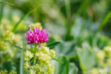 Beautiful pink mountain flower close up. Postcard with nature with place for text.
