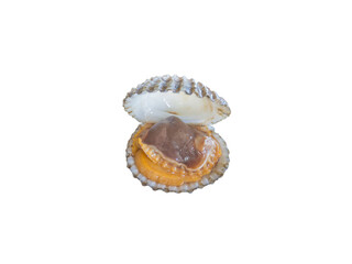 Cockle isolated on the white background with clipping path