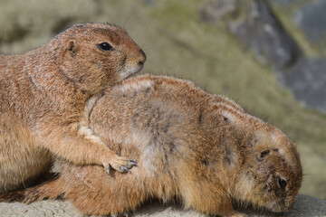 marmot, marmota, furry, groundhog, woodchuck, chuck, alpine, animal, brown, close up, conservation, creature, curious, cute, day, eye, fauna, flower, fur, ground, habitat, hair, horizontal, little, lo