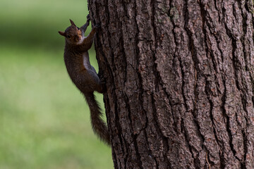 Exemplary of Sciurus Carolinensis, the gray squirrel native of North America that populates some Italian parks in the Region of Lombardy, Piedmont and Liguria