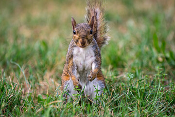 Exemplary of Sciurus Carolinensis, the gray squirrel native of North America that populates some Italian parks in the Region of Lombardy, Piedmont and Liguria