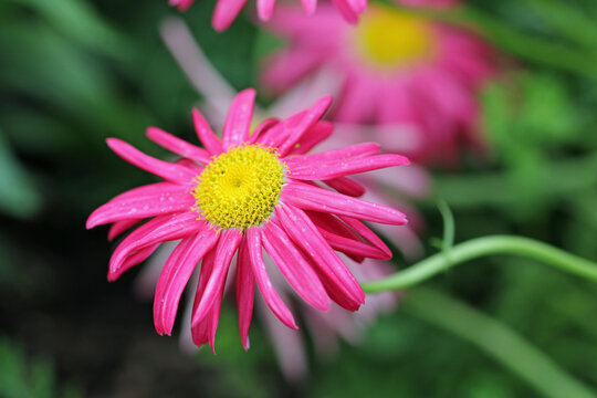 Pink painted daisy flower with yellow centre