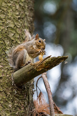 Exemplary of Sciurus Carolinensis, the gray squirrel native of North America that populates some Italian parks in the Region of Lombardy, Piedmont and Liguria