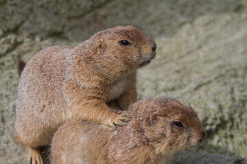 portrait of two marmots or groundhogs (marmota) sitting one after another