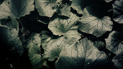 background with leaves