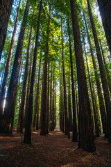 Cement Creek Redwood Forest in Australia