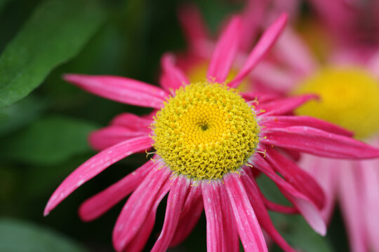 Pink painted daisy flower with yellow centre