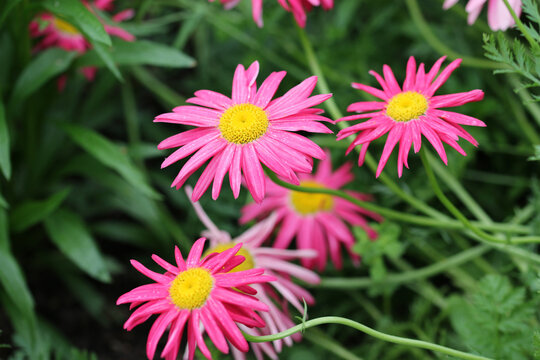 Pink painted daisy flowers with yellow centre