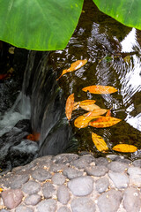 Hojas de distintos colores en agua