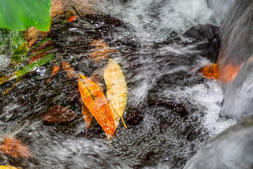 Hojas de distintos colores en agua