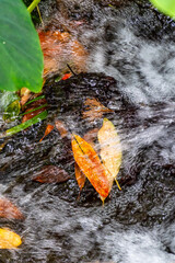 Hojas de distintos colores en agua