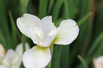 White and green siberian iris flower close up