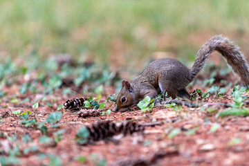 Exemplary of Sciurus Carolinensis, the gray squirrel native of North America that populates some Italian parks in the Region of Lombardy, Piedmont and Liguria